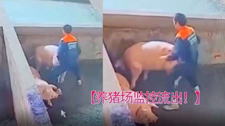 养猪场母猪监控流出，骚穴菊口都被爆操内射